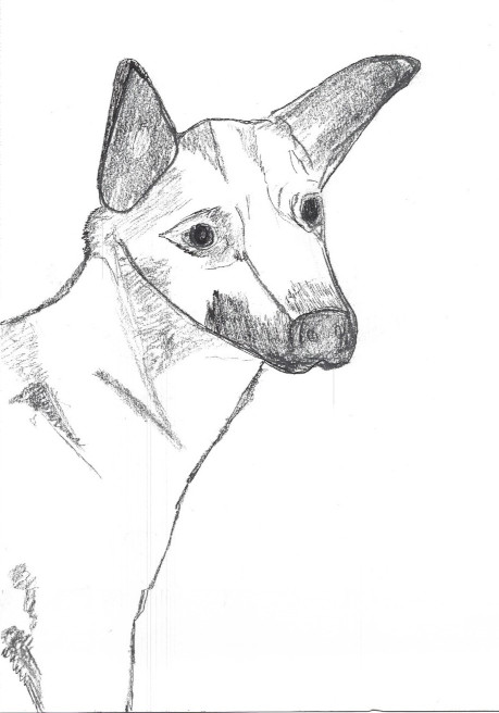 drawing of chewy chihuahua